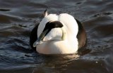 Common Eider