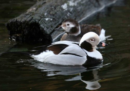 image ltd_pghevans6136-jpg