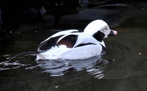 image ltd_pghevans6262-jpg