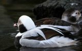 Long-tailed Duck