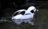 Long-tailed Duck