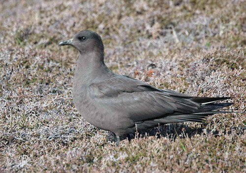 image askua_pghevans11a-jpg