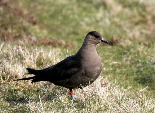 image askua_pghevans13b-jpg