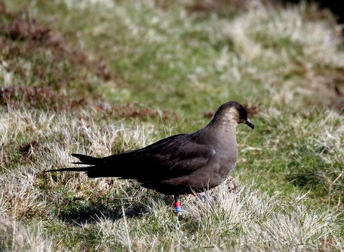 image askua_pghevans14-jpg