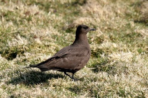 image askua_pghevans15-jpg