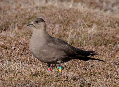 ASKUA PGHEvans18 image askua_pghevans18-jpg