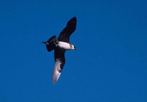 image askua_pghevans1a-jpg