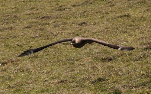 image askua_pghevans5390-jpg