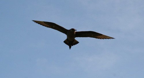 ASKUA PGHEvans5396 image askua_pghevans5396-jpg