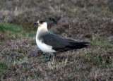 Arctic Skua