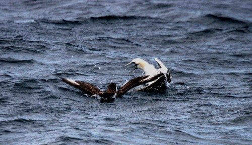 image gskuagan_pghevans1349-jpg