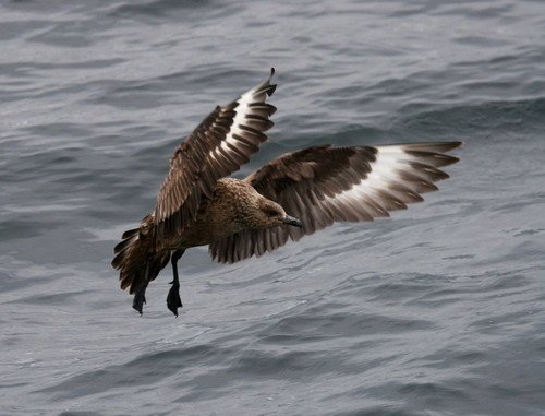 GSKUA PAnderwald2a image gskua_panderwald2a-jpg