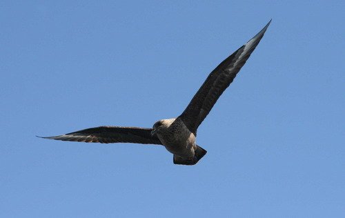 GSKUA PAnderwald7376 image gskua_panderwald7376-jpg