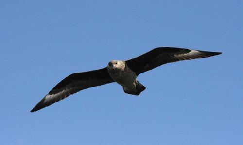 GSKUA PAnderwald7381 image gskua_panderwald7381-jpg