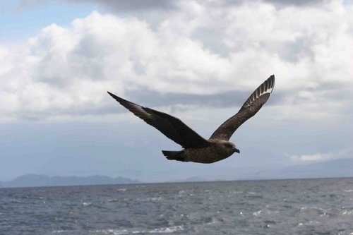 image gskua_pghevans1339-jpg