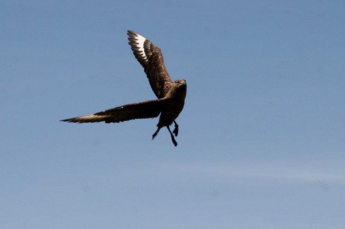 GSKUA PGHEvans4868 image gskua_pghevans4868-jpg