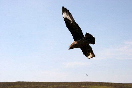 image gskua_pghevans4869-jpg