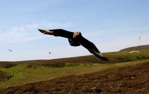 GSKUA PGHEvans4871 image gskua_pghevans4871-jpg