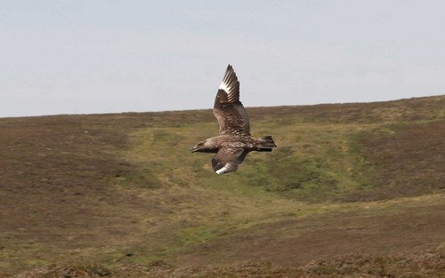 GSKUA PGHEvans4874 image gskua_pghevans4874-jpg