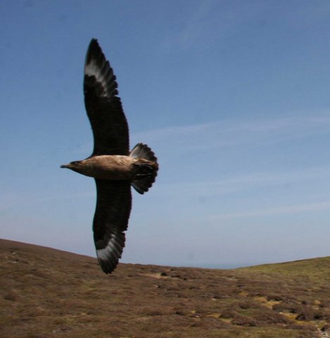 GSKUA PGHEvans4885 image gskua_pghevans4885-jpg