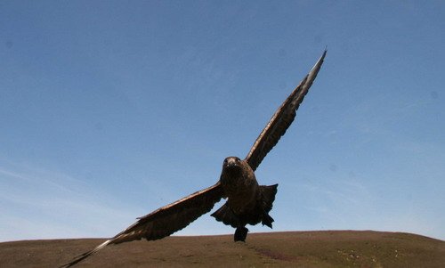 GSKUA PGHEvans4887 image gskua_pghevans4887-jpg