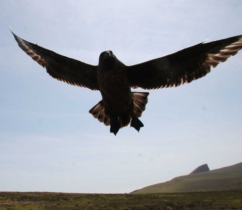 GSKUA PGHEvans4888 image gskua_pghevans4888-jpg