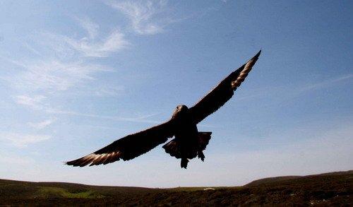 GSKUA PGHEvans4890a image gskua_pghevans4890a-jpg