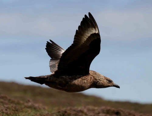 GSKUA PGHEvans7318 image gskua_pghevans7318-jpg