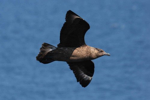 GSKUA PGHEvans7352 image gskua_pghevans7352-jpg