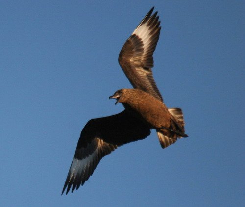 GSKUA PGHEvans7621 image gskua_pghevans7621-jpg