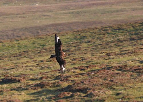 GSKUA PGHEvans7632 image gskua_pghevans7632-jpg