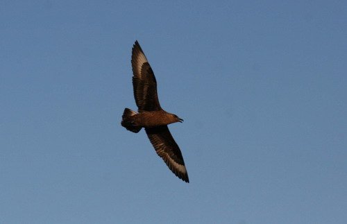 GSKUA PGHEvans7634 image gskua_pghevans7634-jpg