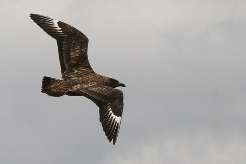 GSKUA PGHEvans7650 image gskua_pghevans7650-jpg