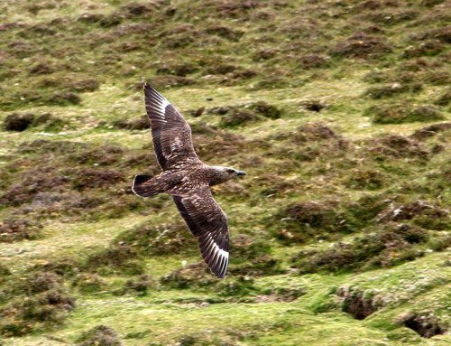 GSKUA PGHEvans7652 image gskua_pghevans7652-jpg