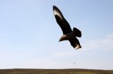 Great Skua