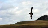 Great Skua