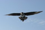 image pomskua_dfeingold001-jpg