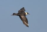 Pomarine Skua