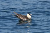 image pomskua_dfeingold021-jpg