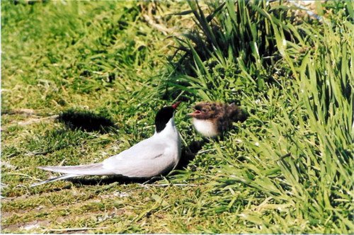 image atern_panderwald2-jpg