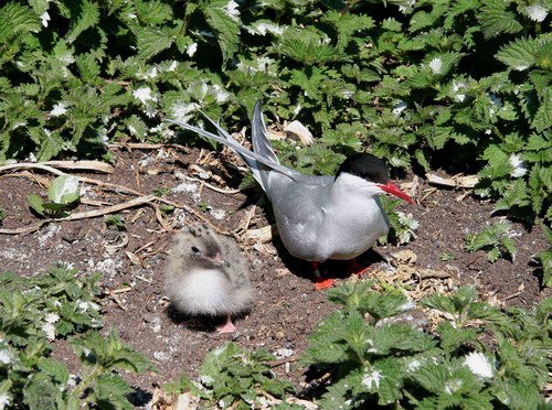 image atern_panderwald3394-jpg