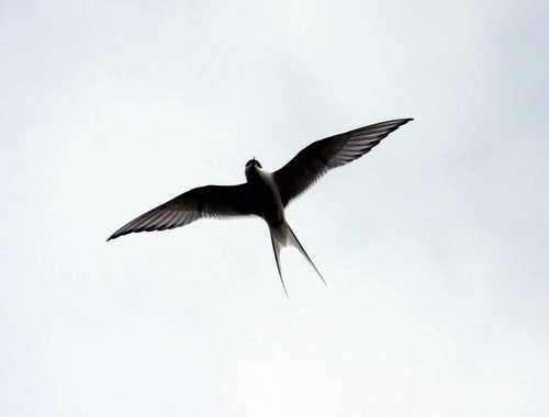 image atern_pghevans20-jpg