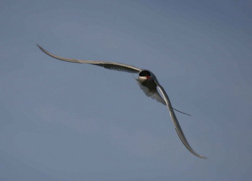 image atern_pghevans26-jpg