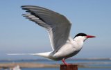 Arctic Tern