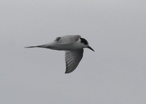 CTERN PGHEvans4280 image ctern_pghevans4280-jpg