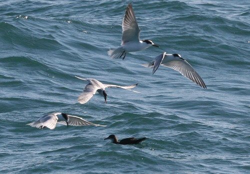 CTERN PGHEvans4655a image ctern_pghevans4655a-jpg