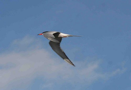 image ctern_pghevans9455-jpg