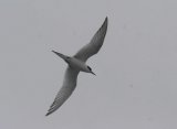 Common Tern