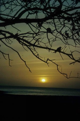 image ftern_pghevans1-jpg