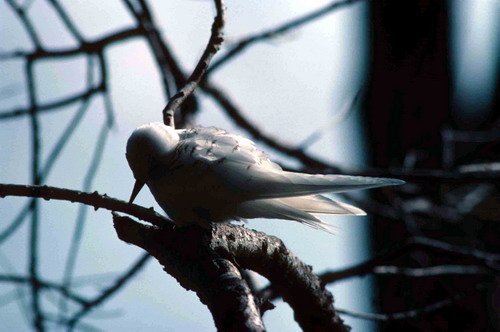 image ftern_pghevans2-jpg